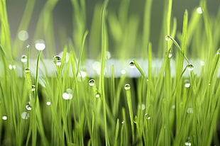 green grass HD wallpaper